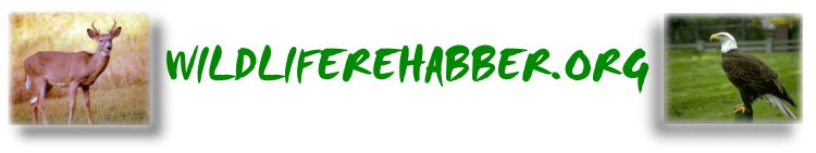 Wildlife Rehabber